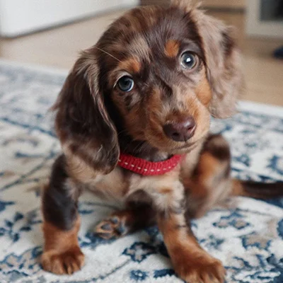 Badu, a male Dachshund puppy
