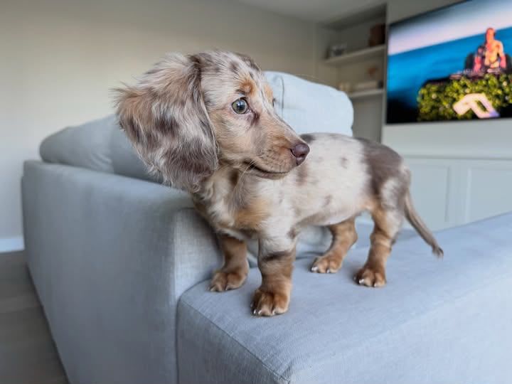 Bella, a female Dachshund puppy