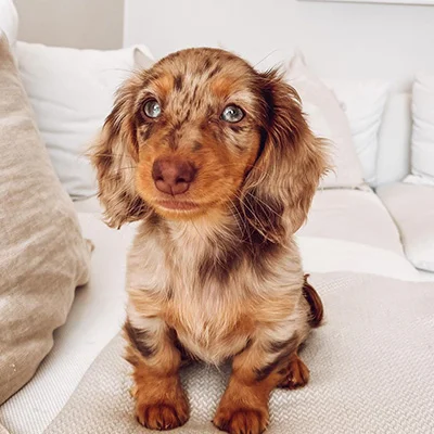 Bianca, a female Dachshund puppy