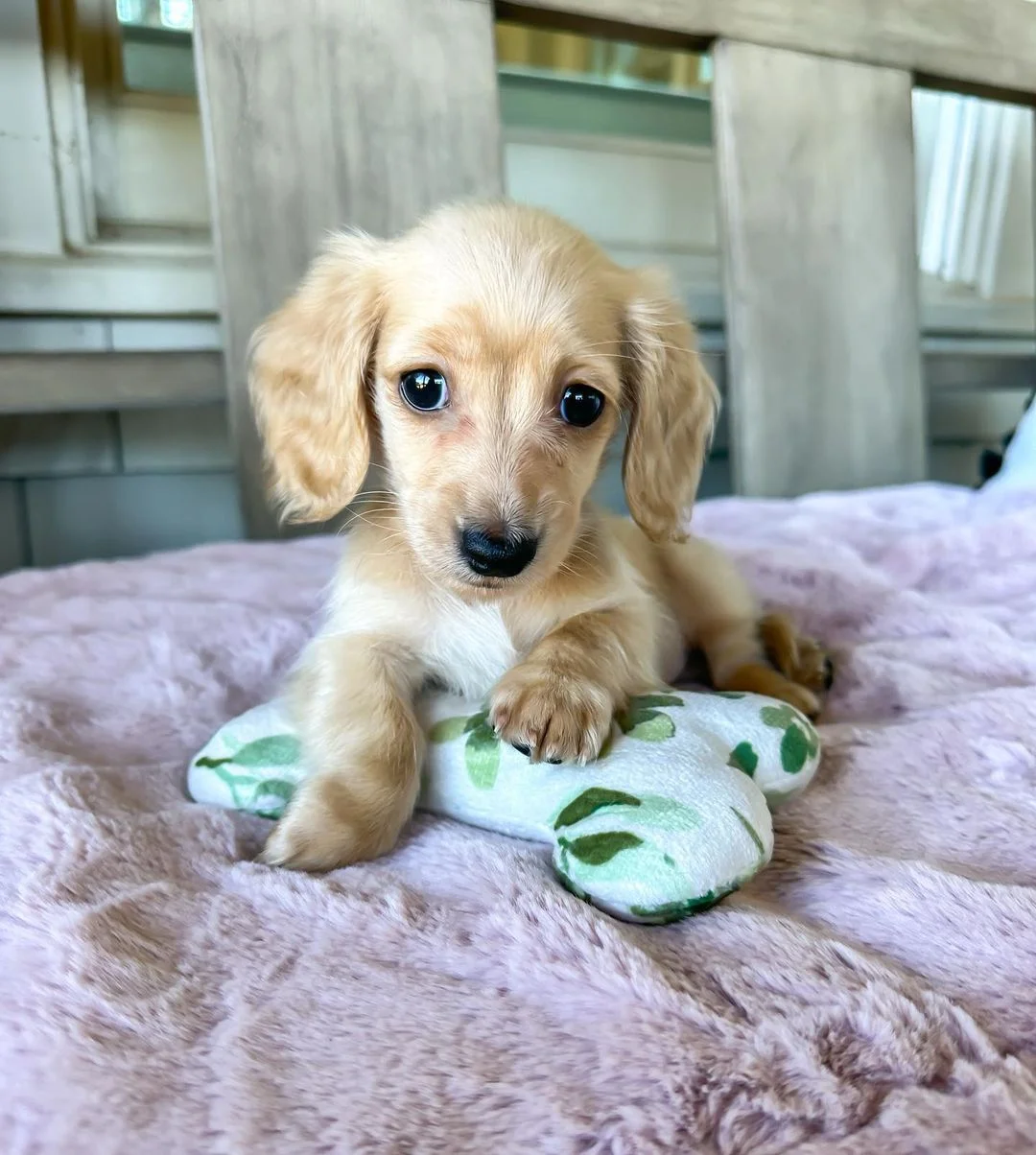 Chloe, a cream blonde puppy