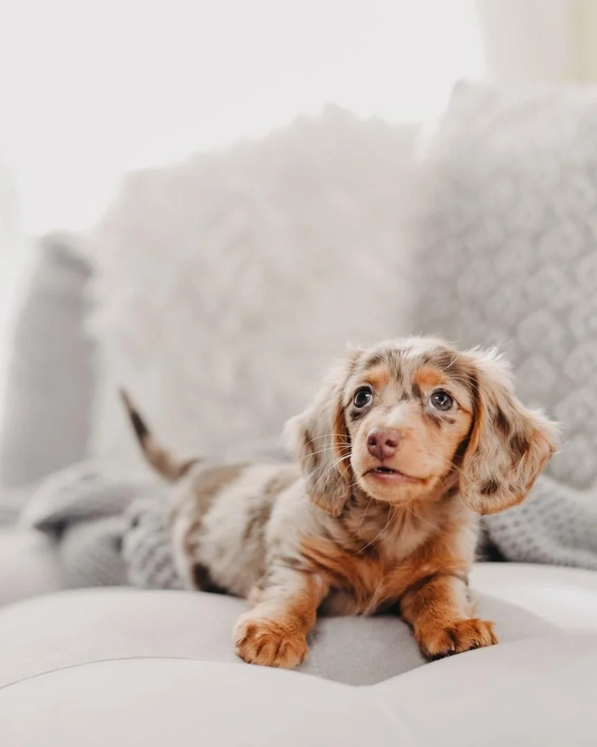 Darcy, a cream and silver dapple puppy
