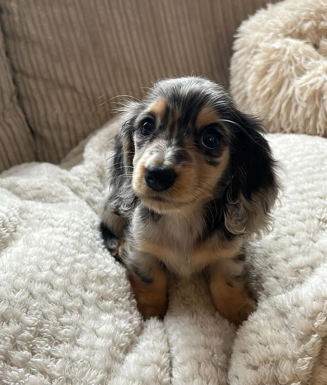 A dark dapple Dachshund puppy