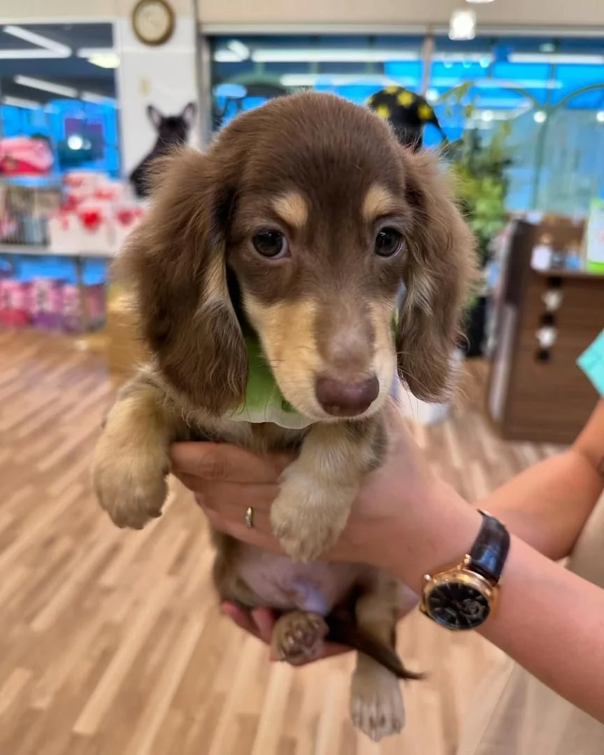 Luga, a male Dachshund puppy