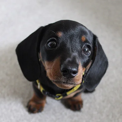 A puppy from The Black & Tans