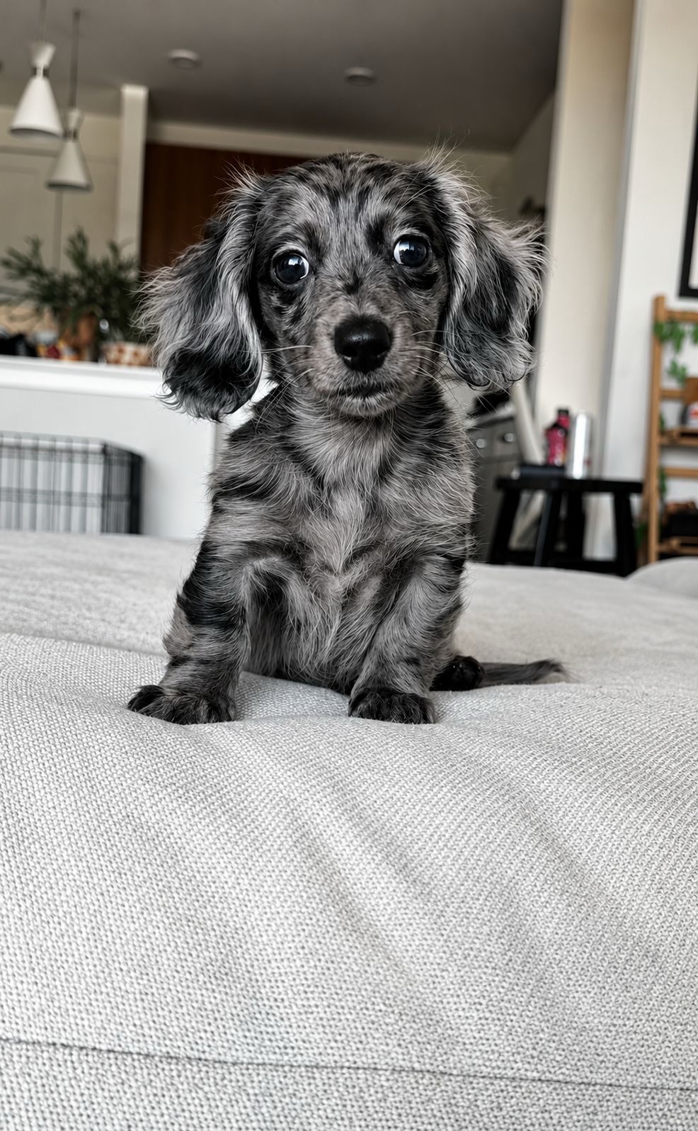 Orzo, a blue silver dapple puppy